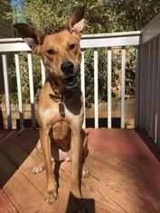 Medium Photo #1 Greyhound-Unknown Mix Puppy For Sale in Decatur, GA, USA