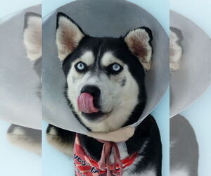 Siberian Husky Dogs for adoption in Pasadena, CA, USA