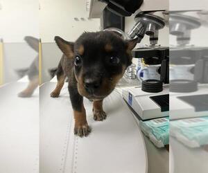 Mutt Dogs for adoption in Rosenberg, TX, USA