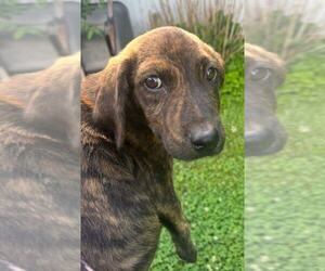 Labrador Retriever-Unknown Mix Dogs for adoption in Aurora, IN, USA