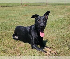 German Shepherd Dog-Unknown Mix Dogs for adoption in Grovetown, GA, USA