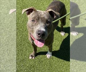 American Pit Bull Terrier Dogs for adoption in Fayetteville, NC, USA