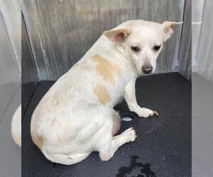 Chihuahua-Unknown Mix Dogs for adoption in San Antonio, TX, USA