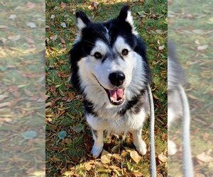 Siberian Husky Dogs for adoption in Emmett, ID, USA