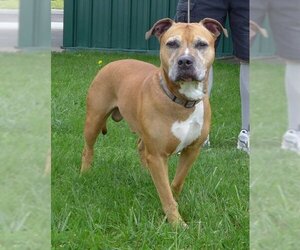 American Pit Bull Terrier Dogs for adoption in Batavia, NY, USA