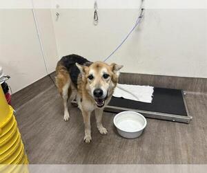 German Shepherd Dog Dogs for adoption in Pasadena, CA, USA