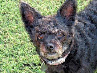 Cairn Terrier-Unknown Mix Dogs for adoption in Oklahoma City, OK, USA