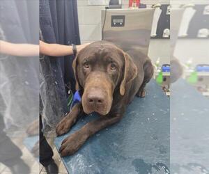 Labrador Retriever-Unknown Mix Dogs for adoption in Mobile, AL, USA