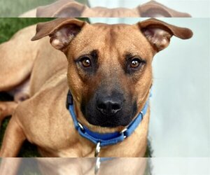Black Mouth Cur-Unknown Mix Dogs for adoption in Sarasota, FL, USA