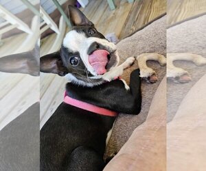 Boston Terrier Dogs for adoption in Lee's Summit, MO, USA