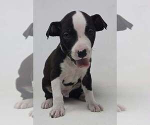 Labrador Retriever-Unknown Mix Dogs for adoption in Brewster, NY, USA