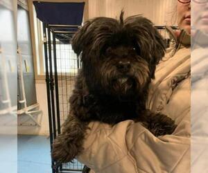 Shih Tzu Dogs for adoption in Evansville, IN, USA