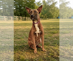 Mutt Dogs for adoption in PIPE CREEK, TX, USA