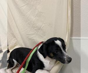 Dachshund-Unknown Mix Dogs for adoption in Modesto, CA, USA