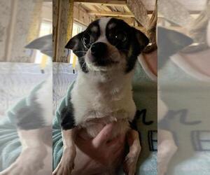 Chihuahua Dogs for adoption in Grand Haven, MI, USA