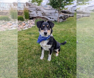 Mutt Dogs for adoption in Sandy, UT, USA
