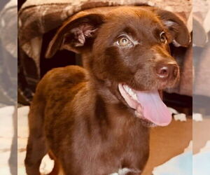 Chocolate Labrador retriever-Collie Mix Dogs for adoption in Bristol, CT, USA