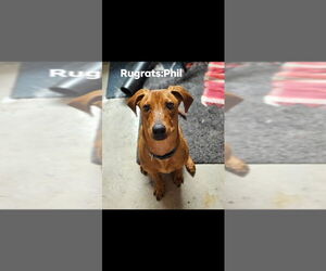 Unknown-Vizsla Mix Dogs for adoption in Aurora, IN, USA
