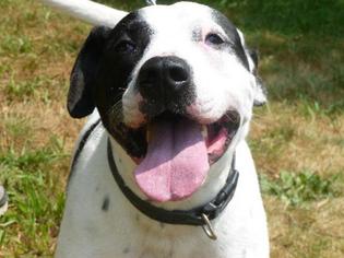 Lab-Pointer Dogs for adoption in Lawrenceville, NJ, USA
