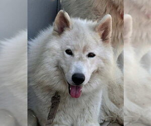 Siberian Husky-Unknown Mix Dogs for adoption in Sacramento, CA, USA