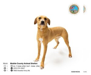Black Mouth Cur-Unknown Mix Dogs for adoption in Mobile, AL, USA
