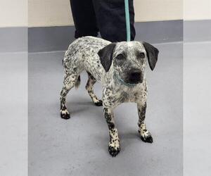 Mutt Dogs for adoption in Louisville, KY, USA