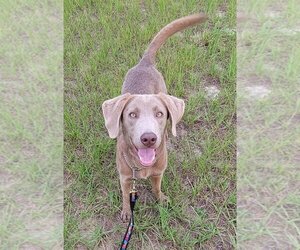 Labrador Retriever-Unknown Mix Dogs for adoption in Minneola, FL, USA