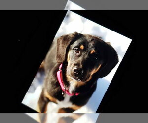 Beagle-Unknown Mix Dogs for adoption in Roxboro, NC, USA