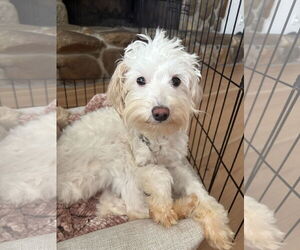 American Eskimo Dog-Unknown Mix Dogs for adoption in Valrico, FL, USA