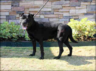 Chinese Shar-Pei-Labrador Retriever Mix Dogs for adoption in Pasadena, TX, USA