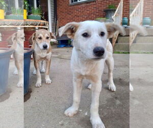 Labrador Retriever-Unknown Mix Dogs for adoption in Germantown, OH, USA