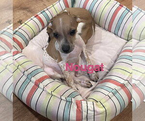 Chihuahua-Unknown Mix Dogs for adoption in Topeka, KS, USA