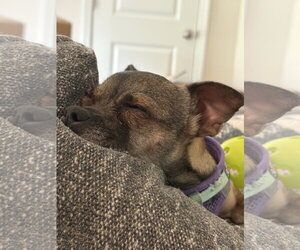 Medium Photo #1 Chihuahua Puppy For Sale in Holly Springs, NC, USA