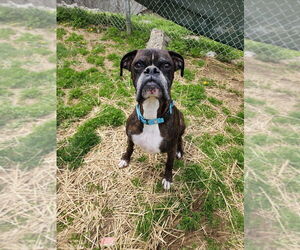 Boxer Dogs for adoption in Evansville, IN, USA