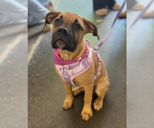 Boxer-Unknown Mix Dogs for adoption in Holly Springs, NC, USA