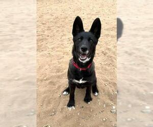 German Shepherd Dog-Unknown Mix Dogs for adoption in Fallbrook, CA, USA