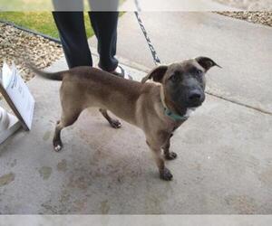 Mutt Dogs for adoption in Albertville, MN, USA