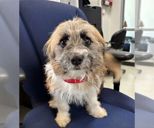 Norfolk Terrier-Unknown Mix Dogs for adoption in Plano, TX, USA