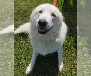 Great Pyrenees Dogs for adoption in Alexandria, VA, USA