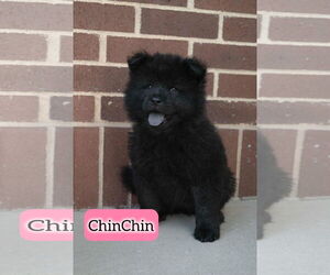 Chow Chow Dogs for adoption in Sandy, UT, USA