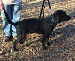 Small Labrador Retriever Mix