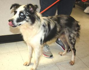 Border-Aussie Dogs for adoption in Effort, PA, USA