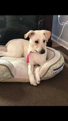 Greyhound-Labrador Retriever Mix Dogs for adoption in Leonardtown, MD, USA
