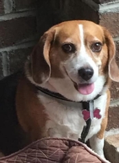 Beagle Dogs for adoption in Garner, NC, USA