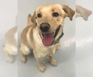 Labrador Retriever Dogs for adoption in Zimmerman, MN, USA