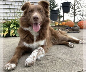 Border-Aussie Dogs for adoption in Coralville, IA, USA