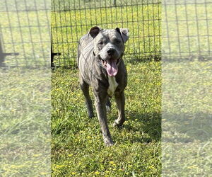 American Pit Bull Terrier-Unknown Mix Dogs for adoption in Virginia Beach, VA, USA