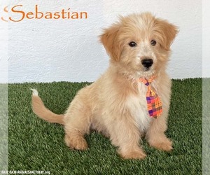 Poodle (Miniature)-Unknown Mix Dogs for adoption in San Diego, CA, USA