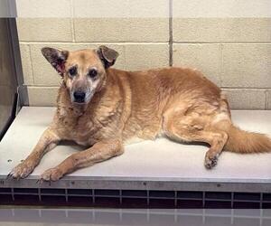 Mutt Dogs for adoption in Rockwall, TX, USA