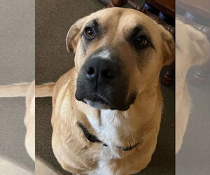Anatolian Shepherd-Rhodesian Ridgeback Mix Dogs for adoption in Rochester, NY, USA